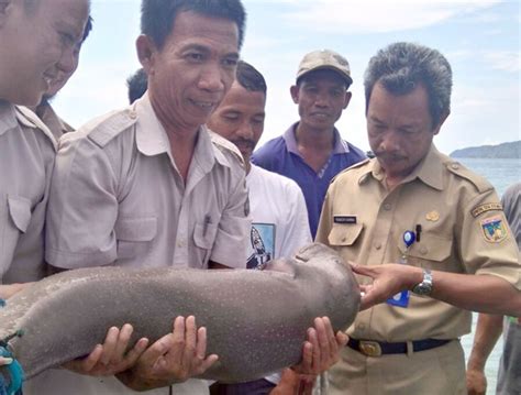 32+ Gambar Ikan Duyung Asli, Trend Saat Ini!