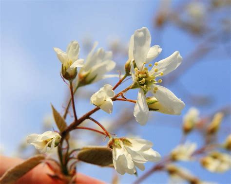 Fruit Allegheny serviceberry blueberry flavored tree LIVE PLANT Edible berries - Fruits