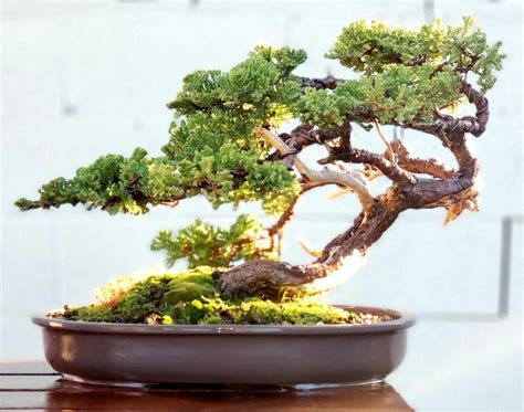 Picture 7 - I re-potted my Juniper bonsai, Windswept Style. 01/2021 Windswept Bonsai, Blue Point ...