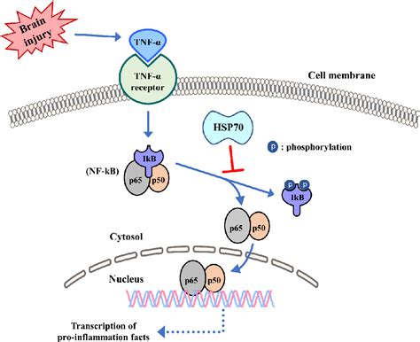 Figure 3 from Heat Shock Protein 70 (HSP70) Induction: Chaperonotherapy for Neuroprotection ...