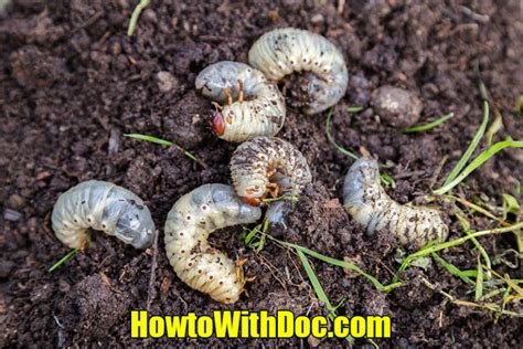 How to Kill Grubs in Your Lawn Pest and Bug Control