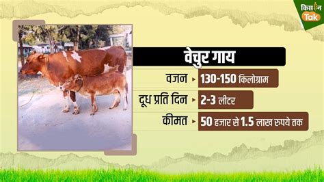 Vechur Cow: ये कहलाती है दुनिया की सबसे छोटी गाय, इसके दूध में औषधीय गुण, जानें कीमत और पहचान ...