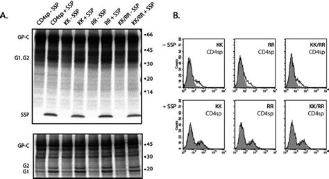 Alanine mutations to dibasic amino acid motifs enable transport from... | Download Scientific ...