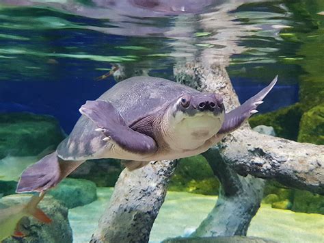 Pig Nosed Turtle | Oceanarium, the Bournemouth Aquarium