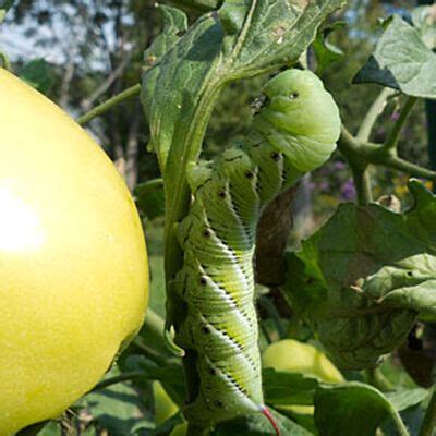 Tomato Hornworm Control | Gardener's Supply | Tomato plant diseases, Tomato problems, Tomato ...