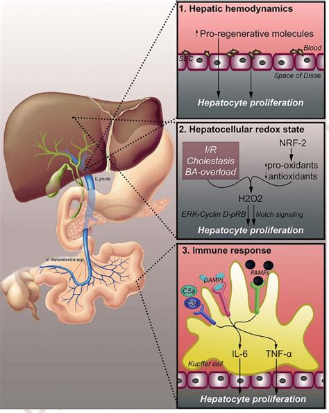 Changes in hepatic hemodynamics that lead to liver regeneration. Three... | Download Scientific ...