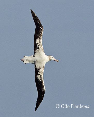 Tristan Albatross | Albatross, Critically endangered species, Sea birds