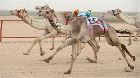 Ahmedcmp: Camel Racing