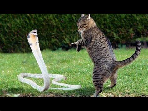 King cobra vs cat fight #wildanimal #animalkingdom - YouTube | Cats, Animal mashups, Cat care