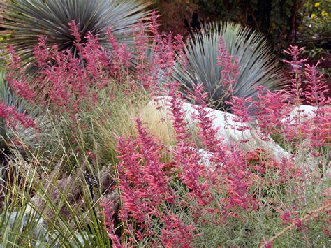 Agastache rupestris Seed