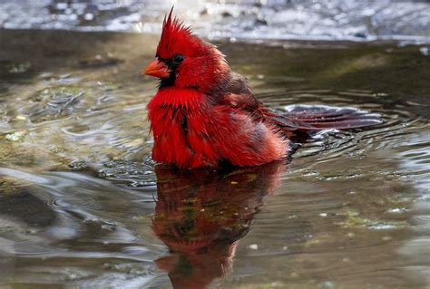 Red Cardinal, wildlife, birds, Cardinals HD wallpaper | Wallpaper Flare