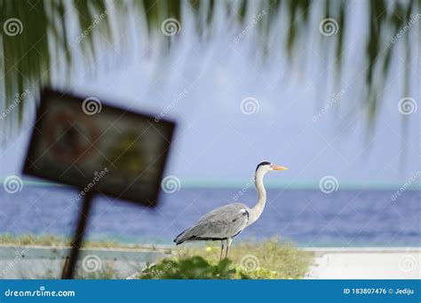 Beautiful Summer Tropical Beach on Exotic Island at Maldives Stock ...