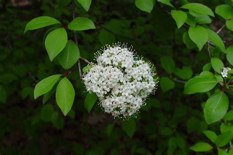 Viburnum prunifolium - Alchetron, The Free Social Encyclopedia