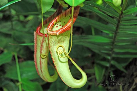 Tropical Pitcher Plant | An amazing tropical Pitcher Plant p… | Flickr