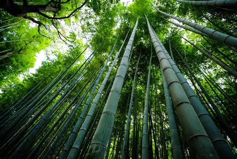 How fast does bamboo grow? A new world record - Bambu Batu