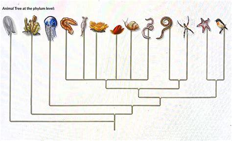 metazoan phylogenetic tree Diagram | Quizlet