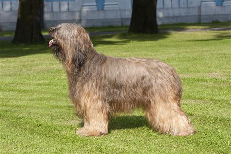 Briard - Dog-Breeds.net