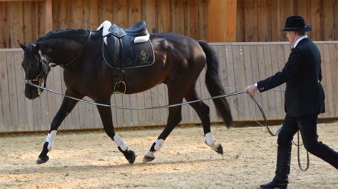 Why to lunge with the cavesson or bridle | wehorse.com