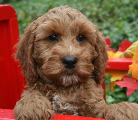 Medium Labradoodle puppies | Mini Labradoodle Puppies Available