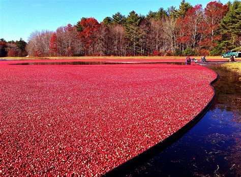 October is harvest season, so the work is plenty. | Cranberry bog, Cranberry farm, Cranberry ...