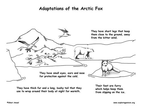 Adaptations of the Arctic Fox