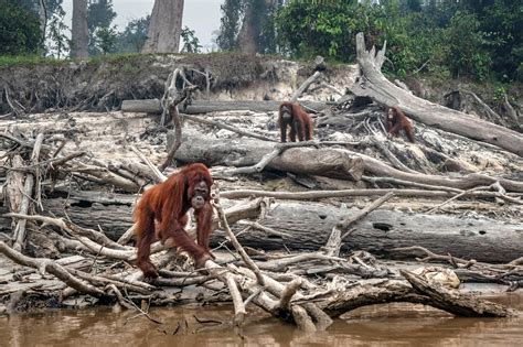 A ‘Crossroads’ for Humanity: Earth’s Biodiversity Is Still Collapsing ...