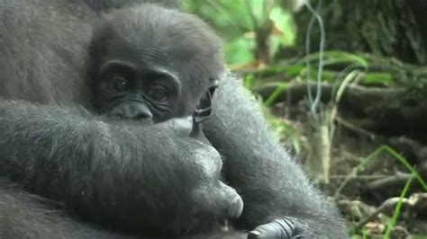 Bronx Zoo Gorillas 08/05/2014 - YouTube