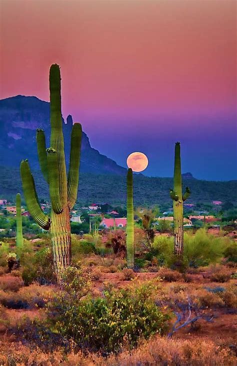 #Arizona #Sunsets. #Cactus | Beautiful landscapes, Nature photography, Landscape photography