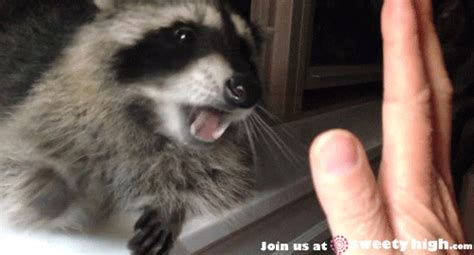 High Five Raccoon GIF - Find & Share on GIPHY