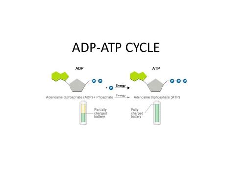 PPT - ADP-ATP CYCLE PowerPoint Presentation, free download - ID:6202240