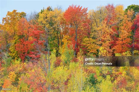 Autumn Forest In Peak Color High-Res Stock Photo - Getty Images