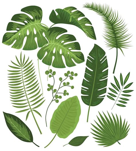 Free Vector | Collection of tropical leaves