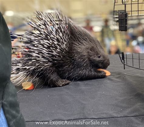 African crested porcupine baby for Sale