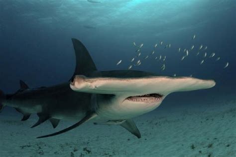 The 10 Largest Sharks | Sharkwater Extinction