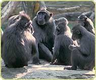 Around The Globe: The Unique Characteristics of Primates