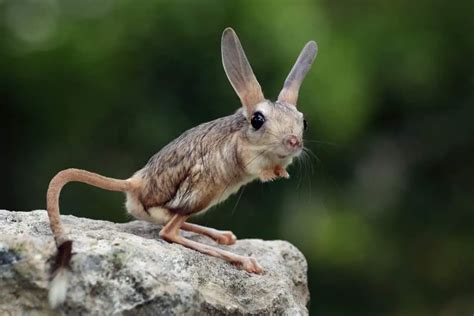 Jerboa - Worldwide Nature