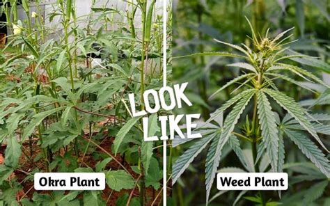 14 Weed-like Plants You Can Legally Grow Without Trouble