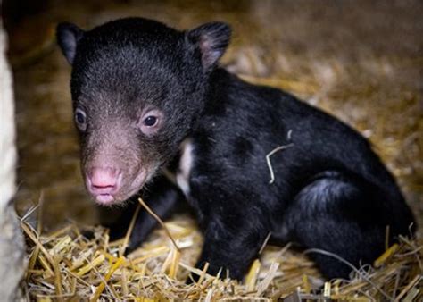 Rare Sloth Bear Cub Born At Cleveland Zoo | Cleveland, OH Patch