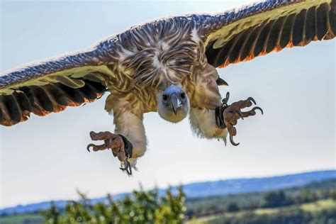 Free picture: nature, animal, condor, flight, bird, wildlife, blue sky, fly