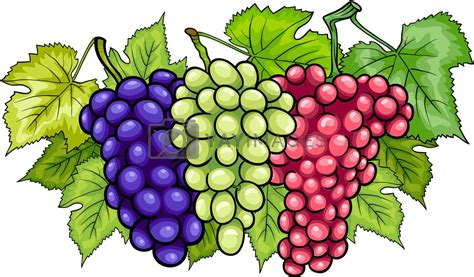 bunches of grapes cartoon illustration by izakowski Vectors & Illustrations with Unlimited ...