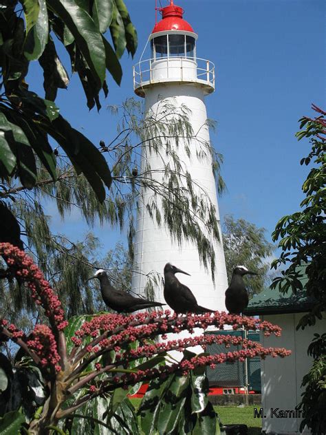 Lady Elliot Island Lighthouse Photograph by Maxine Kamin | Fine Art America