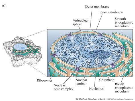 The Nucleus