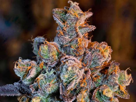 The 9 Best High-CBD Cannabis Strains To Grow This Year