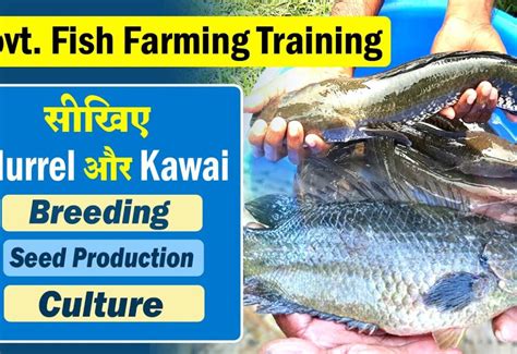 Murrel Fish Farming Training -Fish Framing Training Institute