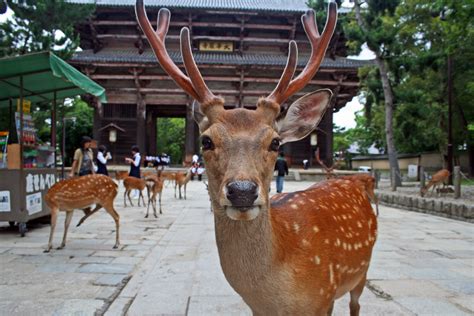 "Discovering Japan: Top Tourist Attractions and Must-Visit Destinations ...