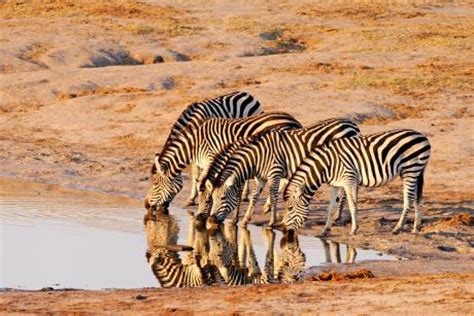 Národní park Hwange | Zimbabwe na Světadílech