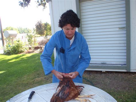 Chicken Butchering as a Pre Winterizing your Flock Strategy