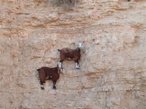 Top 11 Mountain Goats In A Miserable Position While Climbing A Cliff