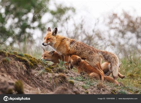 Red fox with cubs — Stock Photo © pimleijen #130916506