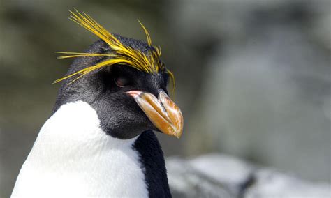 Southern rockhopper penguin | Species | WWF